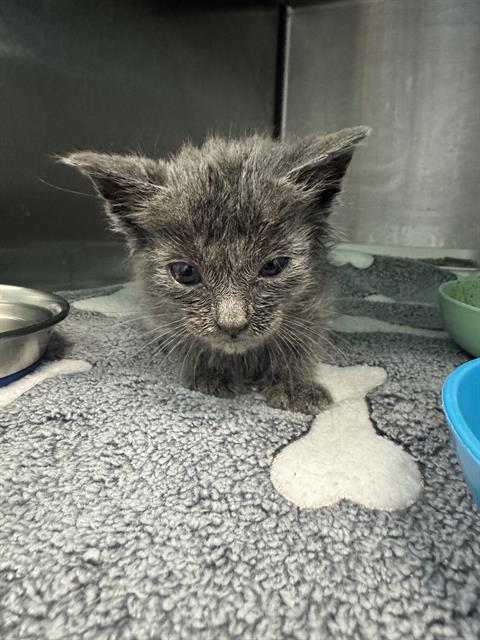 GARY, a cat for adoption from Dallas Animal Services
