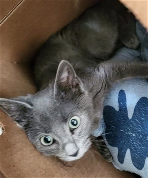 Gary, Domestic Short Hair (medium coat)