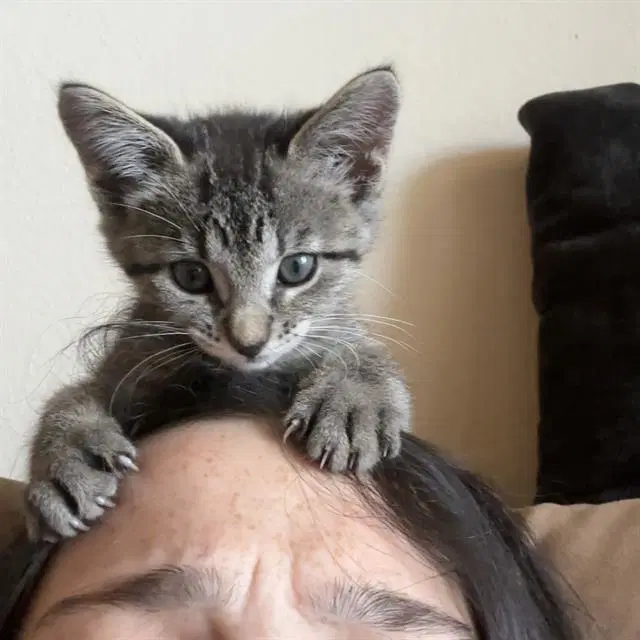 Callie - Domestic Short Hair