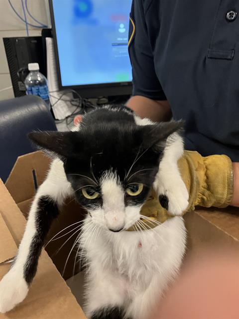 OREO, an adoptable American Shorthair in Dallas, TX