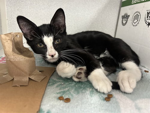 OCHOA, a cat for adoption from Dallas Animal Services
