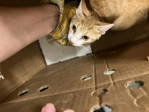 RONNIE, an adoptable American Shorthair in Dallas, TX