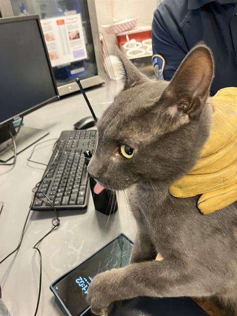 KOLE, an adoptable American Shorthair in Dallas, TX