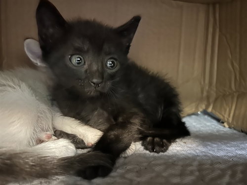 picture of the cat needing adoption
