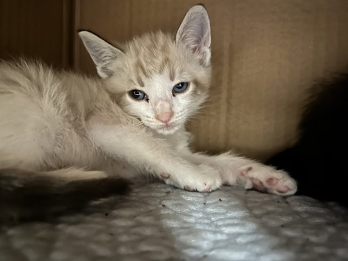 picture of the cat needing adoption