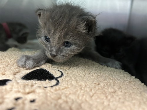 LINKIN, a cat for adoption from Dallas Animal Services