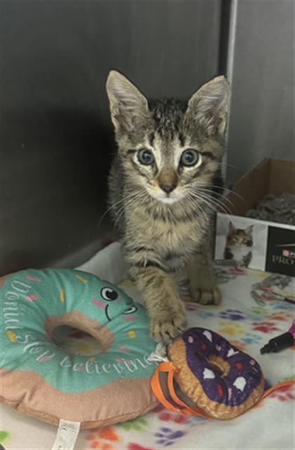 DORY, a cat for adoption from Dallas Animal Services