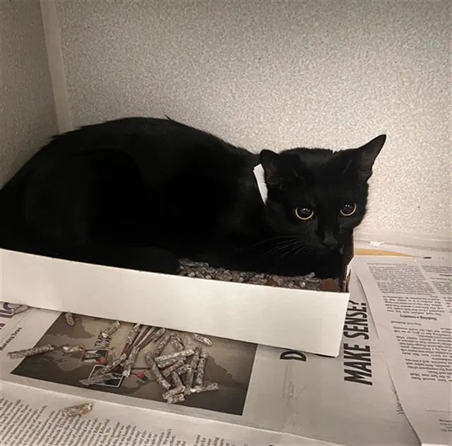 Capricorn - Domestic Medium Hair