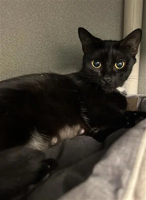 Capricorn - Domestic Medium Hair