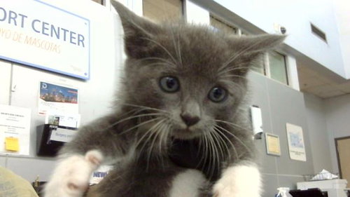 Mittens