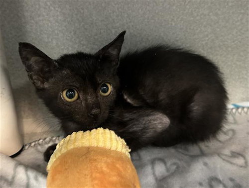 SYLVESTER, a cat for adoption from Dallas Animal Services