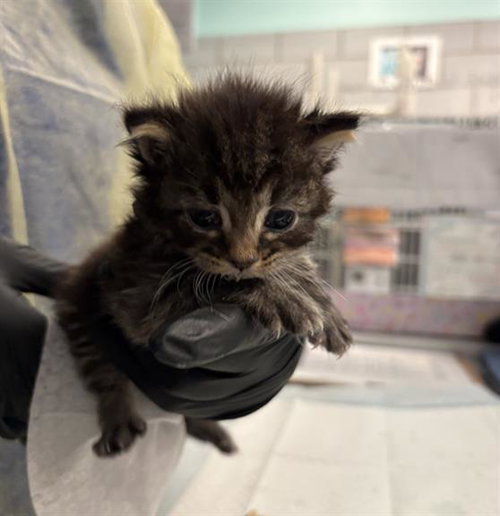 HUNTER, a cat for adoption from Dallas Animal Services