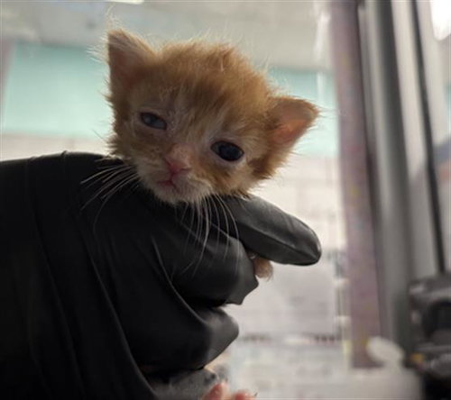 PHOENIX, a cat for adoption from Dallas Animal Services