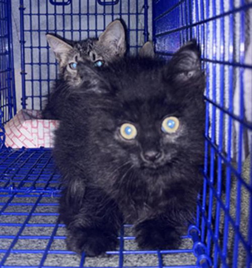 Onyx
