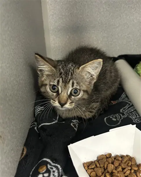 Tiger - Domestic Short Hair