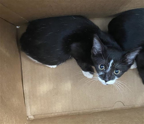 TY LEE, a cat for adoption from Dallas Animal Services