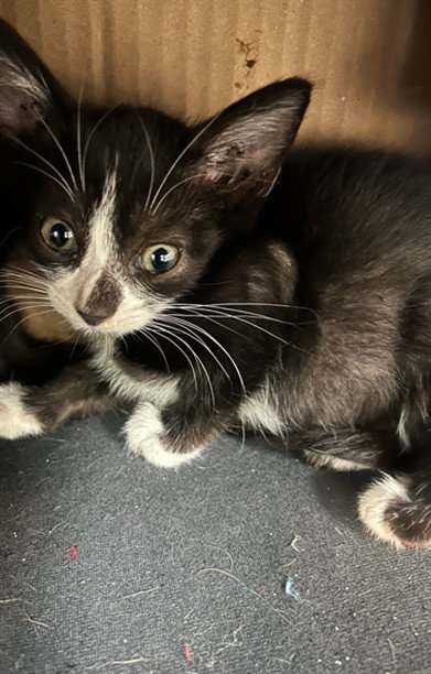 CHEESY, a cat for adoption from Dallas Animal Services