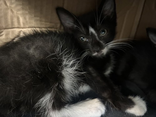 SNOWY, a cat for adoption from Dallas Animal Services