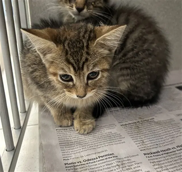 Leela - Domestic Short Hair