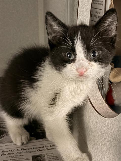 SAMI, a cat for adoption from Dallas Animal Services