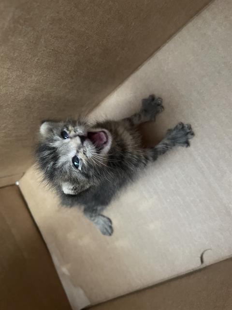 TIMS, a cat for adoption from Dallas Animal Services