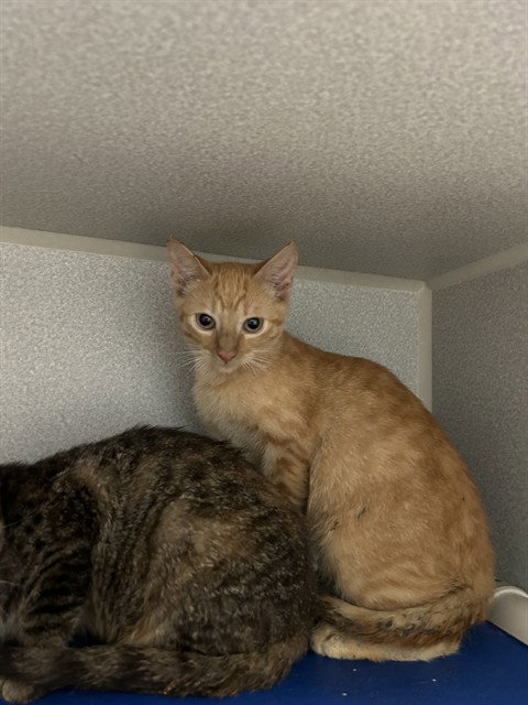 LORRAINE, a cat for adoption from Dallas Animal Services