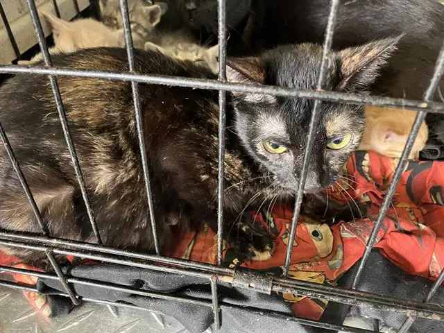Kate - Domestic Short Hair