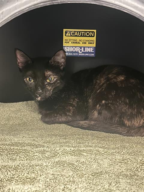 PERSEPHONE, a cat for adoption from Dallas Animal Services