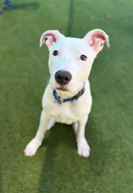 David - Pit Bull Terrier