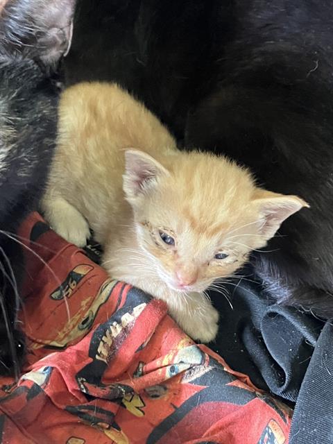 KYLE, a cat for adoption from Dallas Animal Services