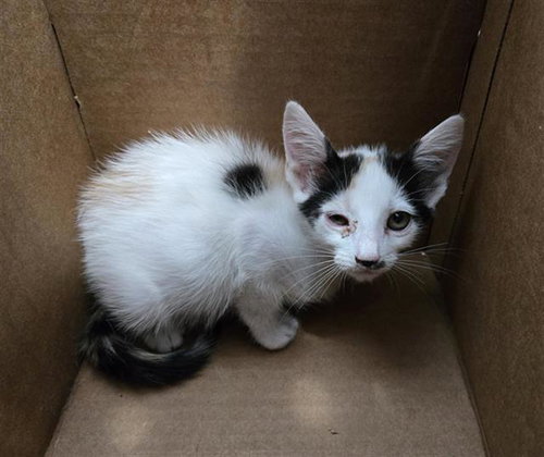 SUGAR, a cat for adoption from Dallas Animal Services