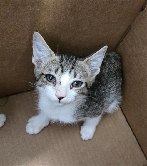 CANNOLI, a cat for adoption from Dallas Animal Services
