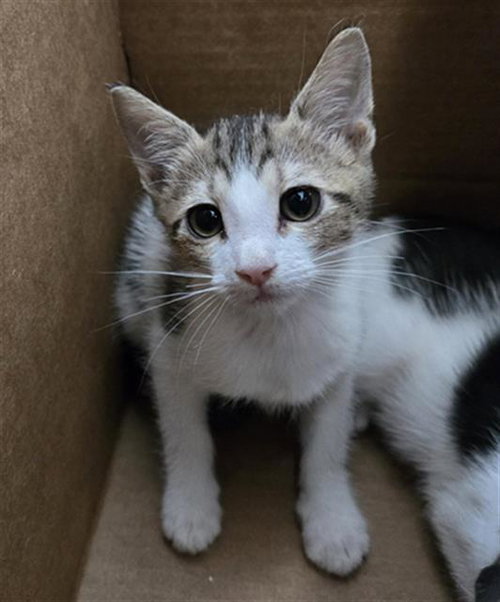 SKITTLES, a cat for adoption from Dallas Animal Services
