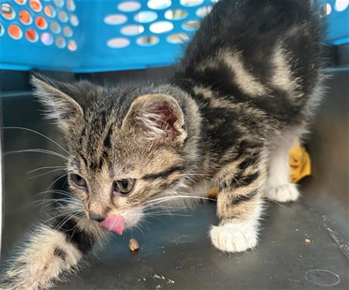 CANNOLI, a cat for adoption from Dallas Animal Services