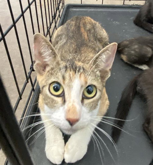 A1293856 - Domestic Short Hair available for adoption