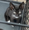 OREO - Photo 1