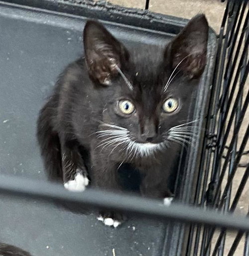 OREO - Domestic Short Hair available for adoption