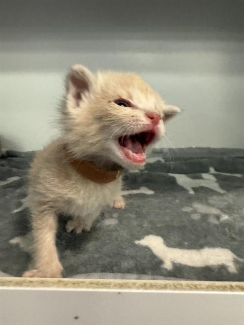 TONY, a cat for adoption from Dallas Animal Services