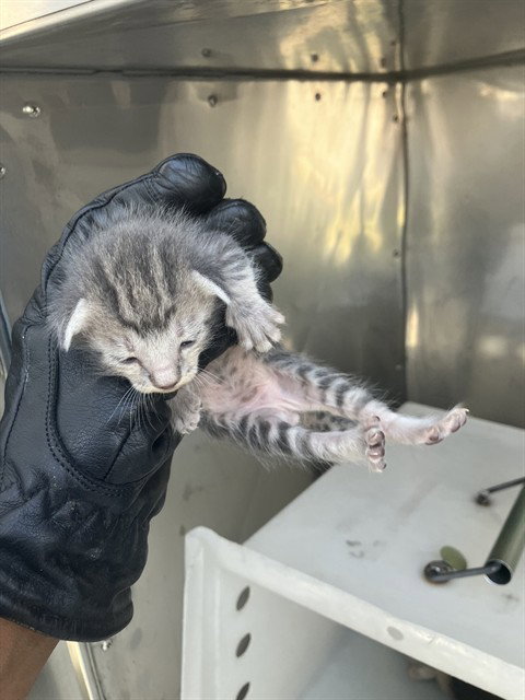 STEVE