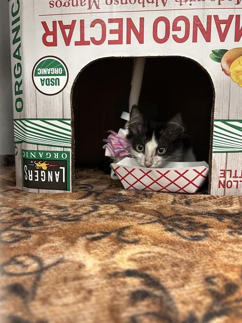 KASH, a cat for adoption from Dallas Animal Services