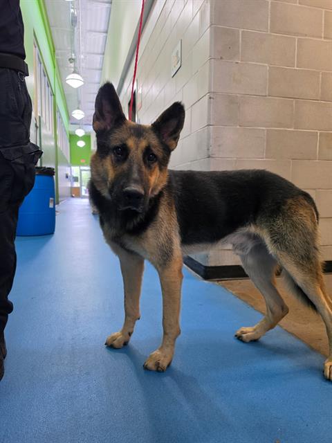 SHEP