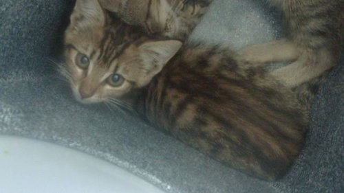 Remy