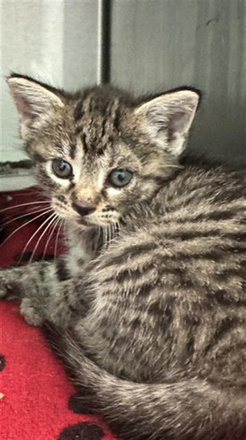 LOLA, a cat for adoption from Dallas Animal Services