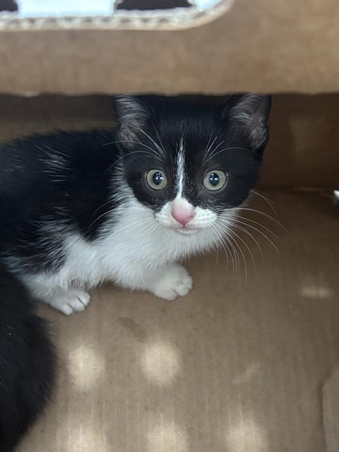 LUNA, a cat for adoption from Dallas Animal Services