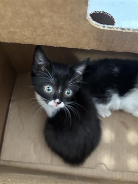 JUJU, a cat for adoption from Dallas Animal Services
