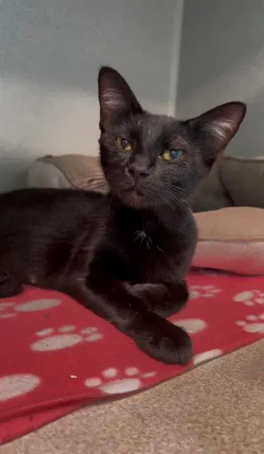 Sierra - Domestic Short Hair