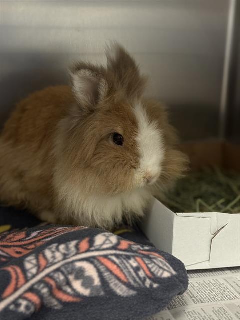 BUNNY 1