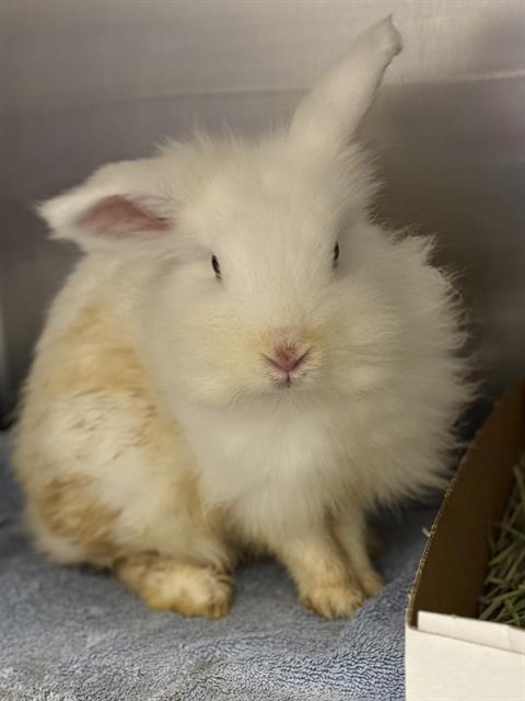 BUNNY 2