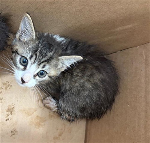 KATARA, a cat for adoption from Dallas Animal Services