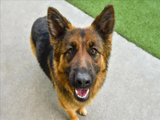 Roxy - German Shepherd Dog